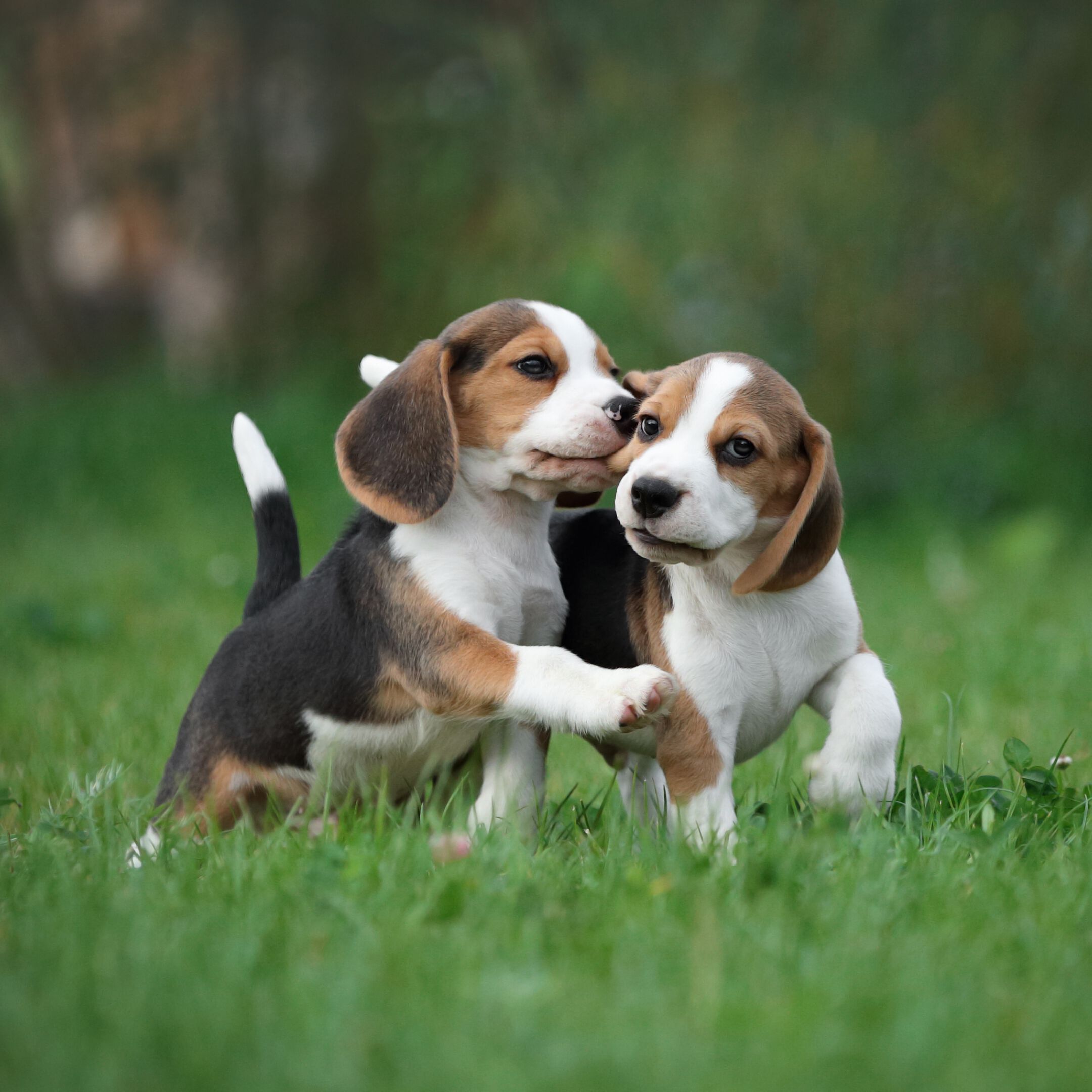 <strong>HOW TO SOCIALISE A DOG AND UNDERSTAND THEIR BEHAVIOUR</strong><br><br>Our amazing dogs are expressive, social creatures, and the better we understand them, the stronger...